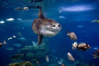 Разместился аквариум на тринадцати тысяч