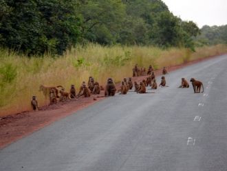 Обезьяны в Ниоколо Коба разгуливают даже