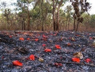 Ниоколо Коба охраняется ЮНЕСКО с 1981 го