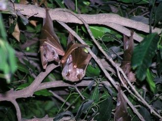 Летучие мыши в Ниоколо Коба.