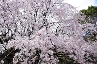 Цветение сакуры в саду Рикугиэн.