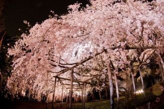 Цветение сакуры в саду Рикугиэн в вечерн
