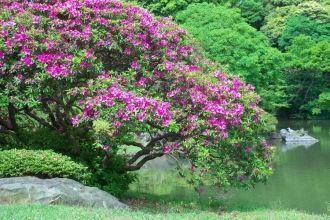 В 1938 году семья Ивасаки, известная сво