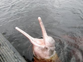 Дельфин в Национальном парке Ноэль-Кемпф