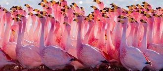 Розовые фламинго в Национальном парке Но