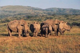 Семья носорогов в парке Шушлуви-Умфолози