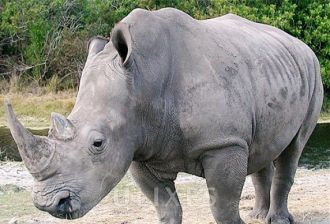 Носорог в парке Шушлуви-Умфолози.