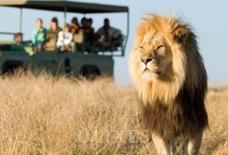 Лев в парке Шушлуви-Умфолози.
