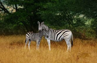 Семья зебр в парке Шушлуви-Умфолози.