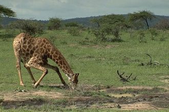 Жираф  в парке Шушлуви-Умфолози.
