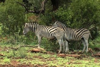 Зебры в парке Шушлуви-Умфолози.
