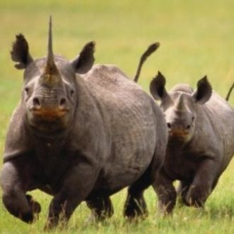 Носороги в парке Шушлуви-Умфолози.