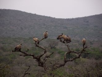 Парк Шушлуви-Умфолози также является дом