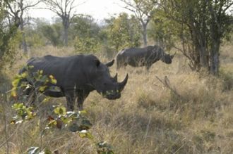 Среди общей массы носорогов в парке отме