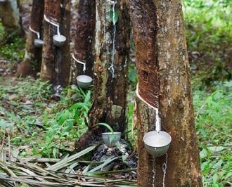 Из типично бразильских деревьев можно от