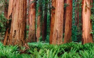 Здесь можно встретить и Красное дерево, 
