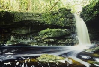 Многие из произрастающих здесь растений 