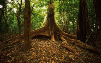 В лесах насчитывается до пяти ярусов рас