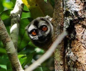 На территории парка обитает и большое ко