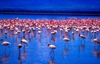 Во многих местах парка можно увидеть нас