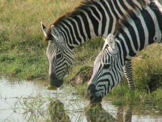 Десять тысяч лет назад озеро Амбосели пр