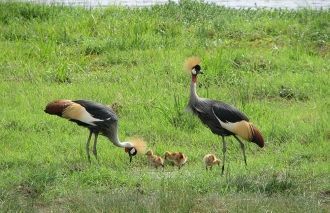 А ещё – больше четырёхсот видов птиц. И 