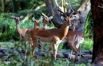 «Фишкой» Масаи-Мара является Великая миг