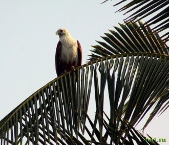Одна из самых распространенных здесь пти
