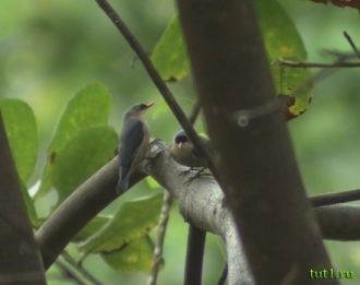 Птицы поползни в заповеднике Бхагван Мах