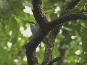 Птичка сорокопут в заповеднике Бхагван М