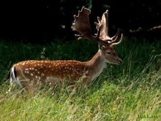 Олень в заповеднике Бхагван Махавир.