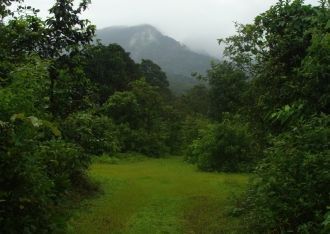 Благодаря большой влажности и наличию по