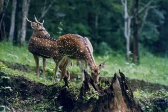 Олени в заповеднике Бхагван Махавир.