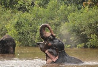 Слон купается в заповеднике Бхагван Маха