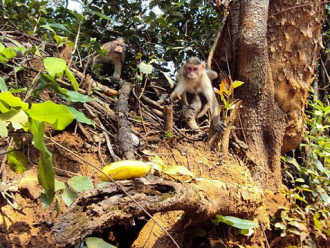 Обезьяна в заповеднике Бхагван Махавир.