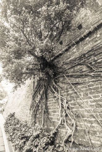 Парк Юесю. Вросшее в стену дерево, возду