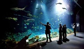 Тропический аквариум.