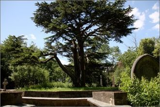 Ливанский круг, в центре которого растет