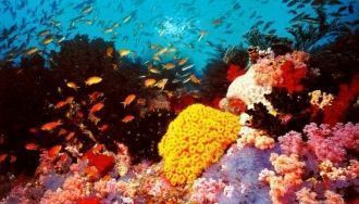 Подводный мир Бананового рифа