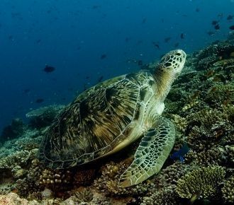 Черепахи Бананового рифа
