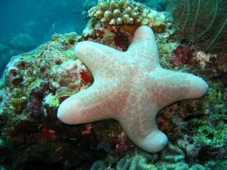 Морская звезда на Банановом рифе