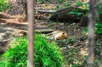Спящий тигр в зоопарке Бондла