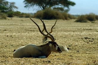 Это - аддакс, африканская антилопа с оче