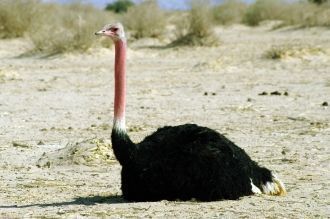 В брачный период кожа самца страуса прио