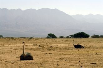 У местных страусов тоже эфиопское происх