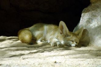 Фенек, или песчаная лисица.