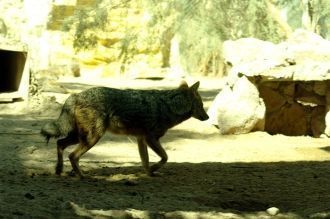 Вообще в Хайбаре волки, лисы и пантеры н