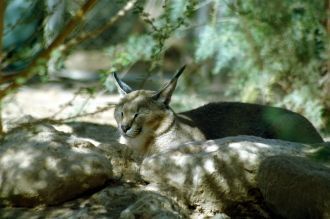 Дикий кот. Интересно, что он оказался на