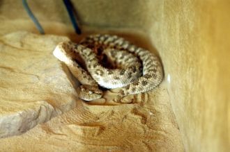 В отличие от Ноева Ковчега в Хайбаре хищ