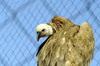 В Хай-Бар разводят диких птиц: белоголов